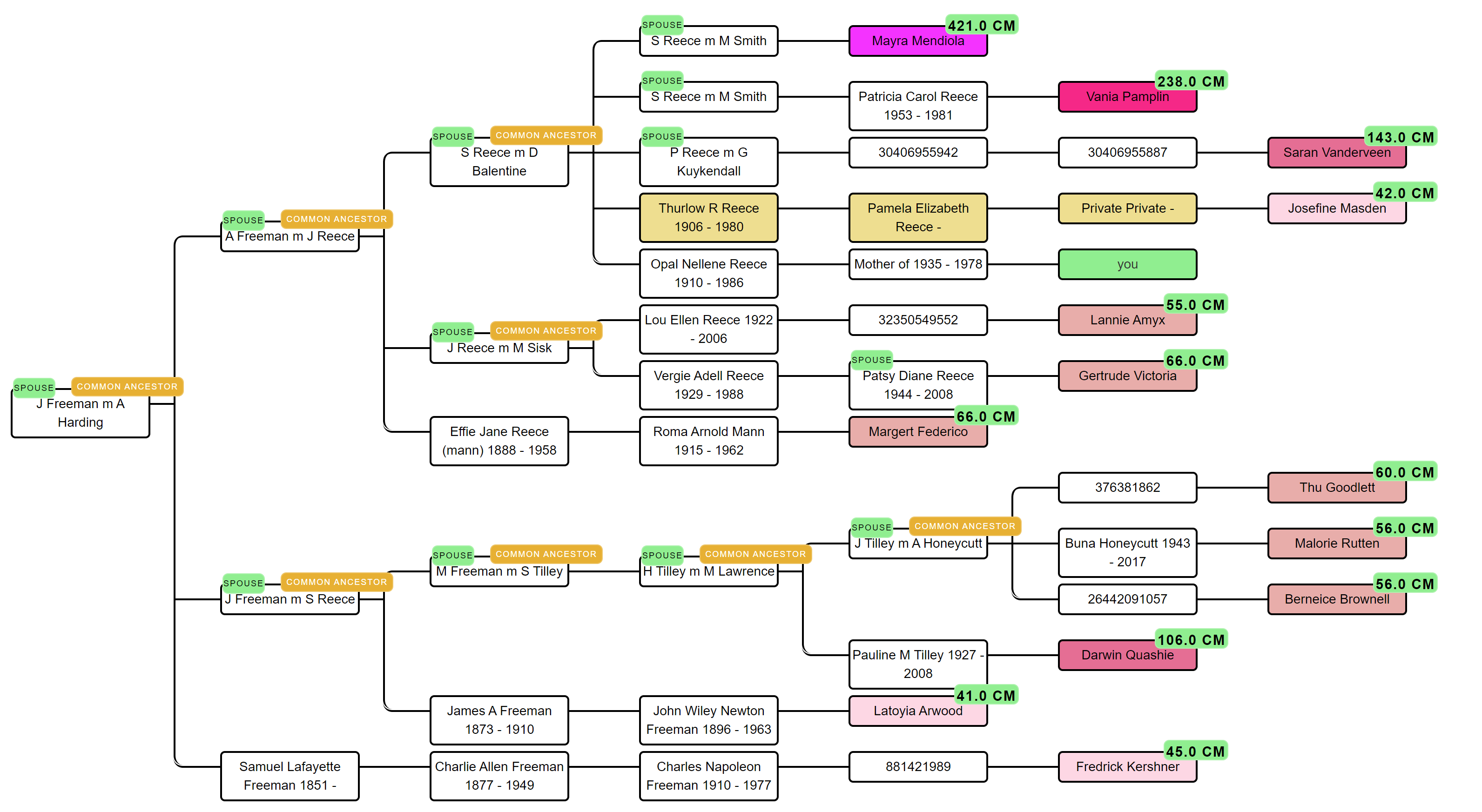 AutoTree reconstructed tree output showing an MRCA couple at the top, their descendants branching down, and the DNA matches highlighted at the leaves with coloured cM labels