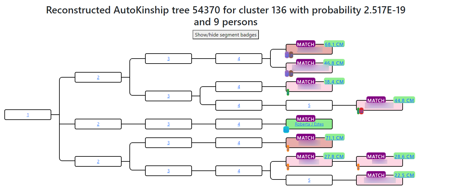 AutoKinship cluster result from GEDmatch showing predicted relationship nodes connecting DNA matches